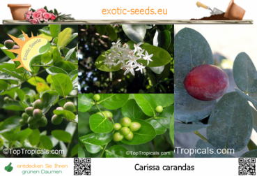 Carissa carandas, 10 Samen